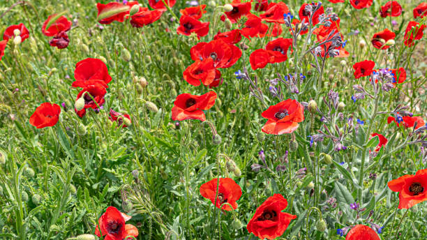 istock Poppies in the field moved by the wind 2065325038