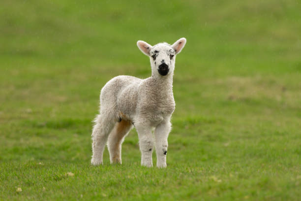 istock Young Lamb in rainy Spring weather.  Stood in lush green field and facing camera.  Easter Lamb. Yorkshire Dales, UK 2065327767