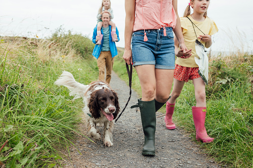 A low-angle shot of a family of four walking along a coastal path in Northumberland, North East England. The main focus is on the pet dog, being led by its owner. They are wearing casual clothing on an overcast summer's day. The path is lined with lush foliage.