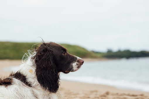 A close-up side view shot of a Cocker Spaniel dog sitting on a beach in Northumberland, North East England. Its' fur is damp from the sea and it is looking ahead, away from the camera. The beach, sea and a headland are visible behind, out of focus.