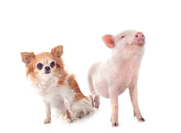 istock miniature pig and chihuahua in studio 2065341587