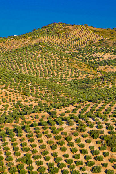 olive grove land, espanha - andalusia landscape spanish culture olive tree - fotografias e filmes do acervo