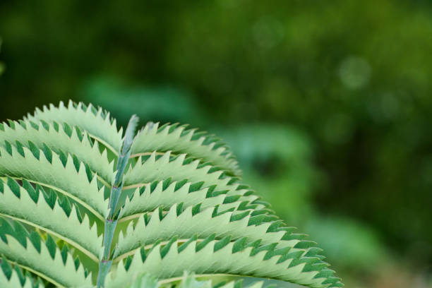 Close-up of the leaves of a fern plant growing outside in a garden in summer