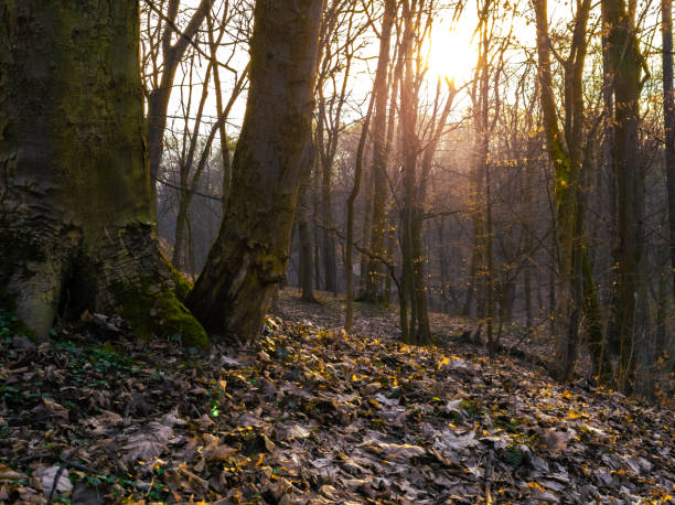 Late autumn forest at sunset. Fallen leaves under the trees. Sunlight and beautiful colors in the fairy forest.