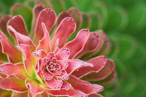 Close-up of a succulent plant in bloom outside in a garden in the summertime