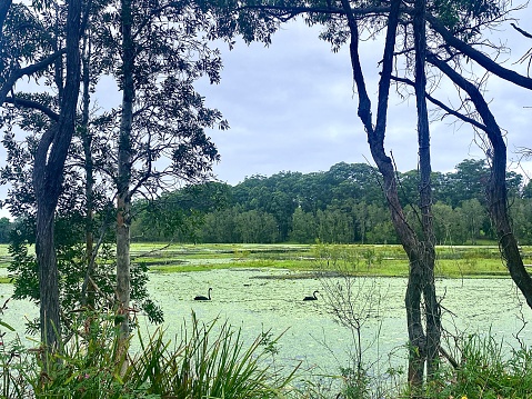 Horizontal landscape of coastal lake with black swans and ducks swimming amongst lillypads viewed through paperbark trees on overcast day, with beach coastal trees in rural side Emerald Beach NSW Australia