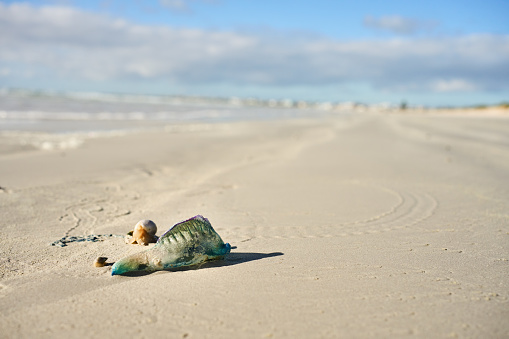 Small jellyfish and crab shell sitting washed up on a sand beach by the ocean in summer