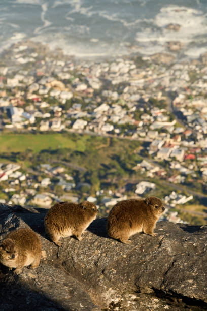 Head shot of a rock hyrax - Dassie