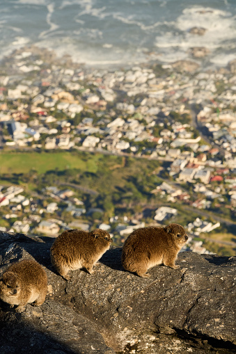 Group of cape dassies sitting together on a rocky outcrop in a mountain nature reserve in the Western Cape
