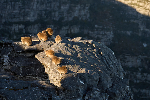 Group of cape dassies sitting together on a rocky outcrop in a mountain nature reserve overlooking the city of Cape Town