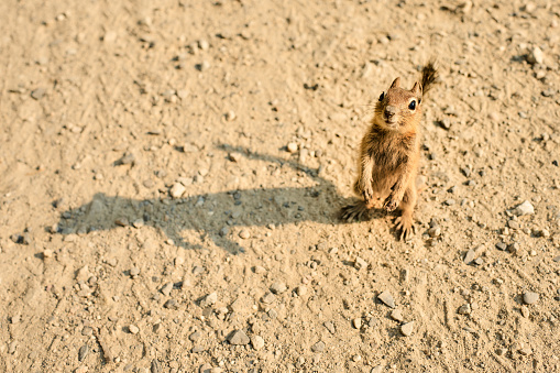 Portrait of a curious little chipmunk foraging for food on a sandy ground outdoors on a sunny day
