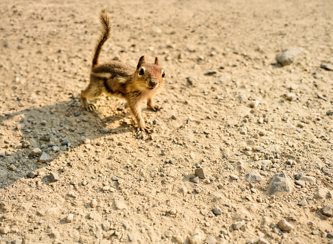 Portrait of a curious little chipmunk foraging for food outside on a sandy ground on a sunny day