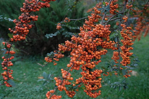 sprig of Pyracantha coccinea berries. Ripe firethorn fruits grow on firethorn bushes. A bunch of pyracantha berries