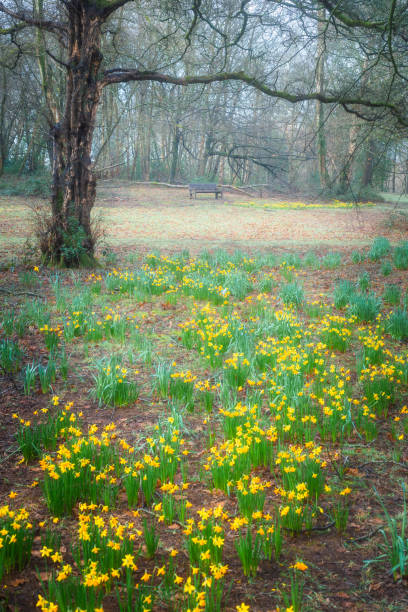 Pale yellow wild daffodils growing in an English woodland on a foggy morning in early spring
