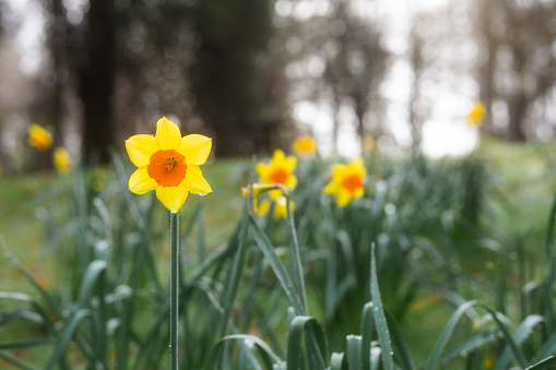 Daffodils blooming in a dew-covered meadow in early Spring.