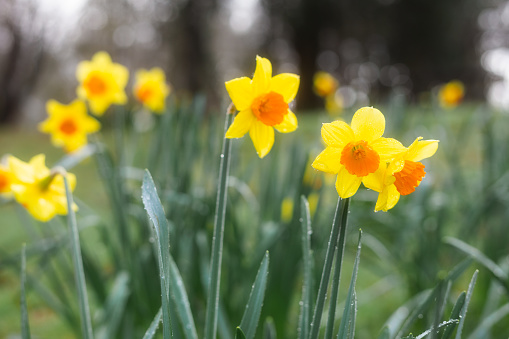 Daffodils blooming in a dew-covered meadow in early Spring.