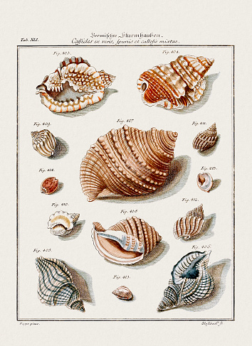 Vintage seashell illustration. German zoological art from the 18th century.