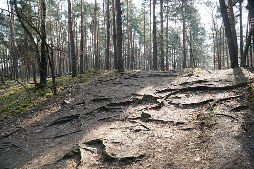 Many exposed tree boughs on footpath in Kampinos Forest, Poland.