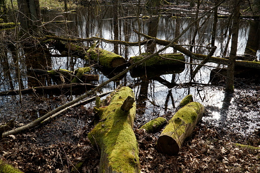 Swamp and tree trunks covered with moss - reserve in Kampinos Forest, Poland
