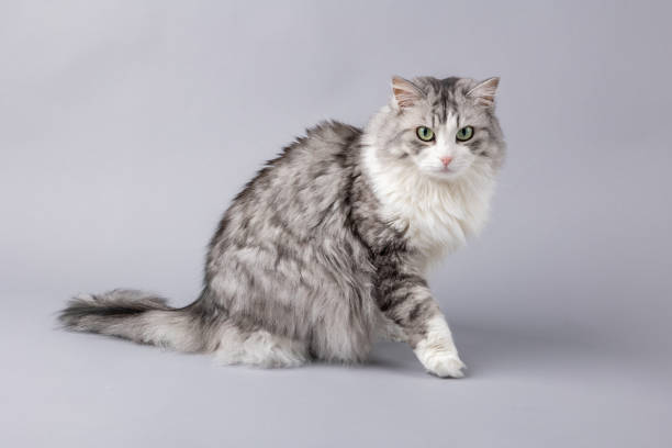 istock Norwegian Forest Cat sitting in front of grey background 2065382385