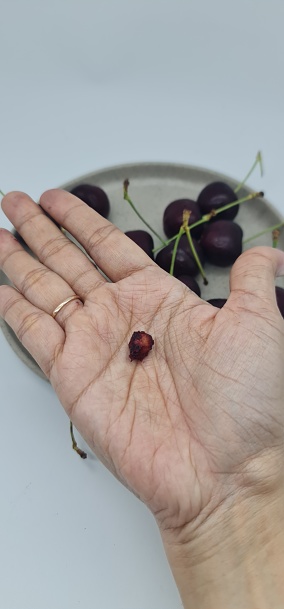 Hand is holding seed of tasmanian cherry fruit, with background of tasmanian cherry fruits served in a small plate, isolated on white background.
