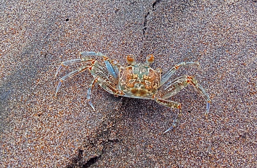 close up of a ghost crab on white sand beach in maldives islands, indian ocean.
