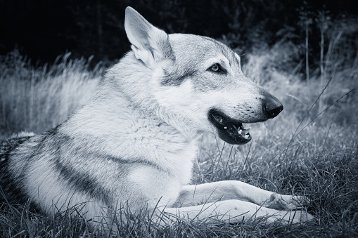 Youth male of czechoslovak wolfdog posing outdoor in nature