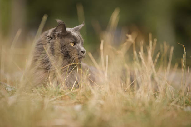Pretty Maine Coon Cat posing on forest way for portrait