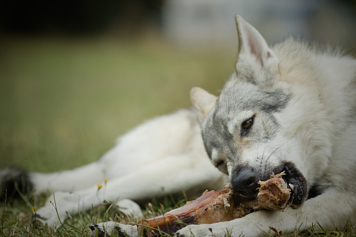 Youth male of czechoslovak wolfdog eating bone outdoor in nature