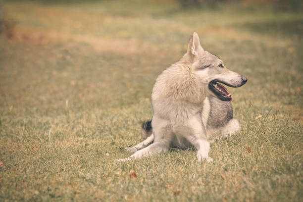 Youth male of czechoslovak wolfdog posing outdoor in nature