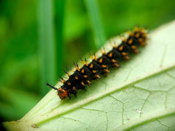 istock Small insect on macro photography 2065393326