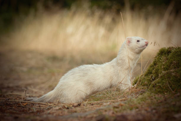 istock White ferret on location of forest footpath posing for portrait 2065393667