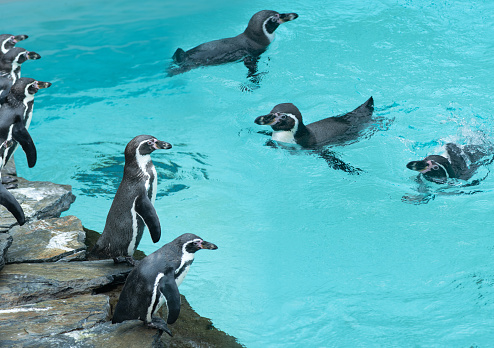 standing penguin on the background of the pool penguin