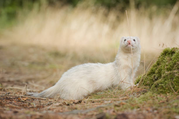 istock White ferret on location of forest footpath posing for portrait 2065393886