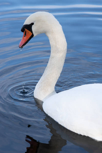 portrait of a swan on blue water