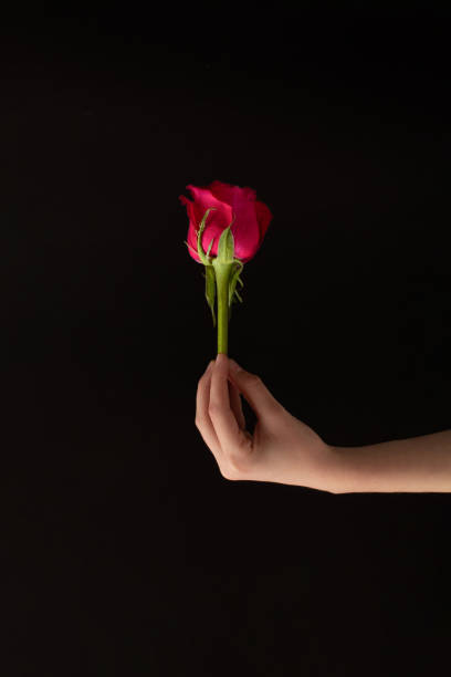 istock A woman's hand holds a red rose on a black background. Creative conceptual minimalist idea. 2065396438