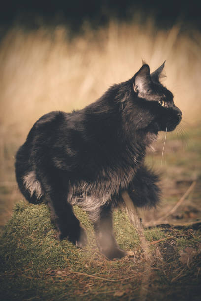 istock Maine Coon cat black color sitting on forest way and posing 2065398305