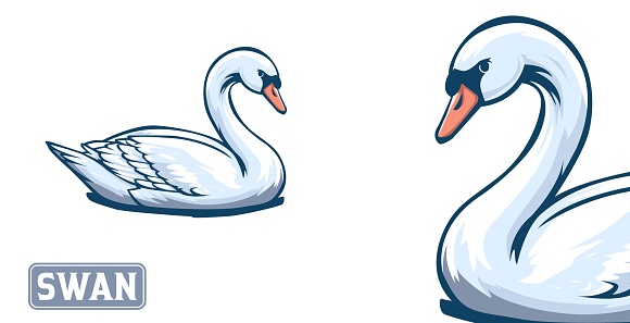 swan vector illustration on isolated white background