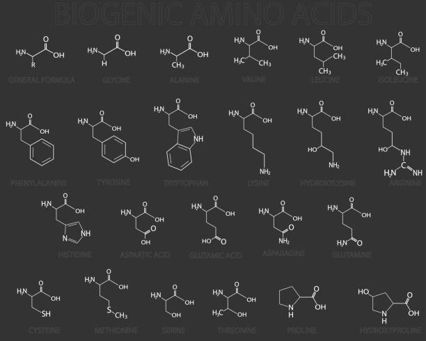 aminokwasy biogenne molekularny wzór chemiczny szkieletu - s stock illustrations