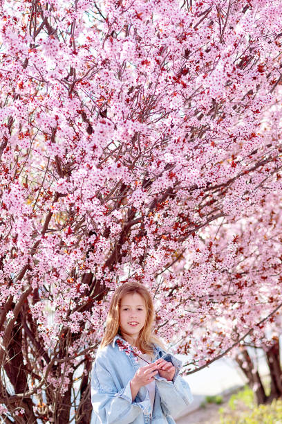 young  traveler looking cherry blossoms or sakura flower blooming