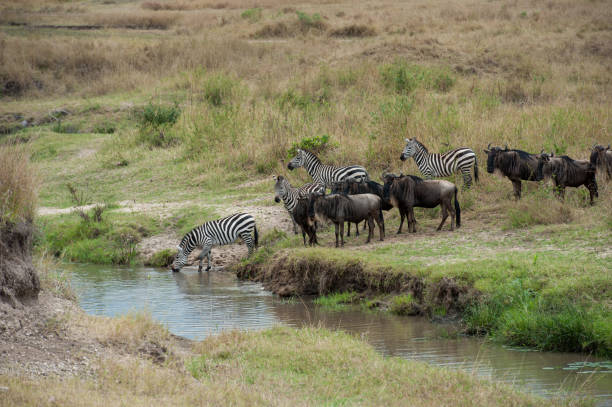 istock migration in the Masai Mara Kenya 2065425957