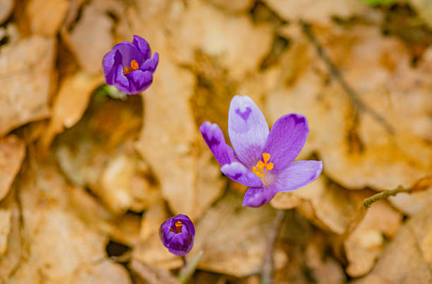 Flowers in the garden