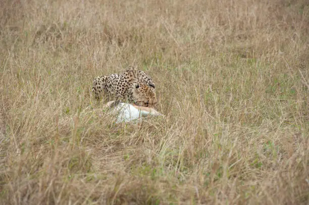 Cheetahin the savannah of Africa