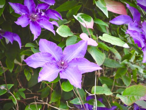 istock Blossoms in Bloom: A Symphony of Spring Colors Up Close 2065437871