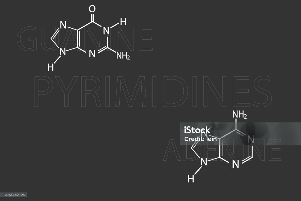 Pyimidines Pyrimidines Molecular Skeletal Chemical Formula Stock Illustration ...