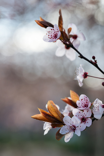 Cherry blossoms foregrounded by copper-toned leaves, offering a unique blend of spring and autumnal tones in a bokeh background.