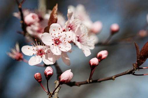 A branch of delicate pink spring blossoms unfurls against a soft-focus blue background, capturing the transient beauty of the season.