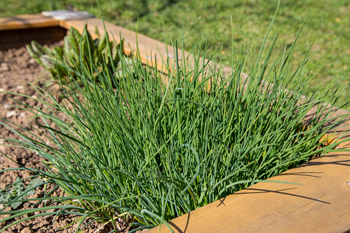 Fresh chives in the vegetable patch