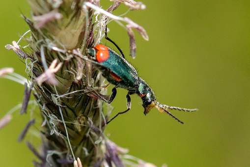 Malachie à deux points (Malachius bipustulatus) sur plante non identifiée