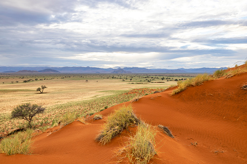 Red sand dunes with green grass on the plain after the first rain Namibia